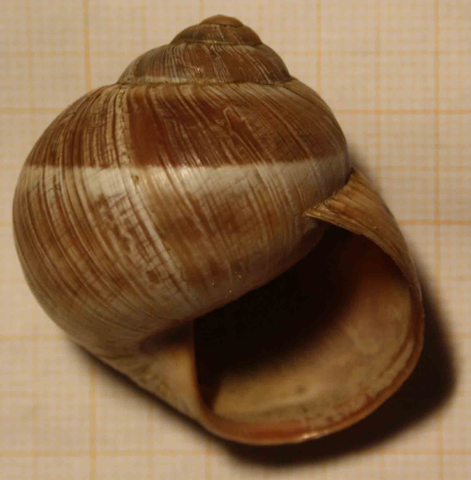 da identificare: dalla valle del Santerno (Imola)